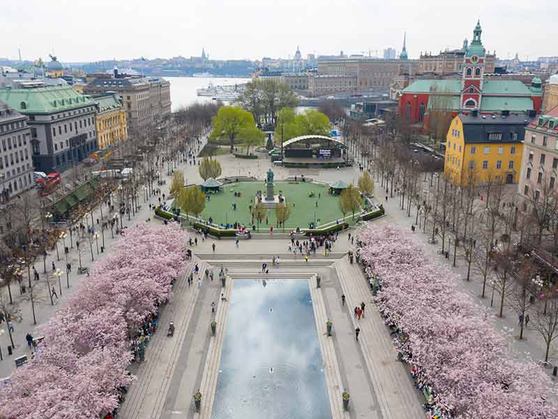 First cherry blossom and fountain, Kungstradgarden
