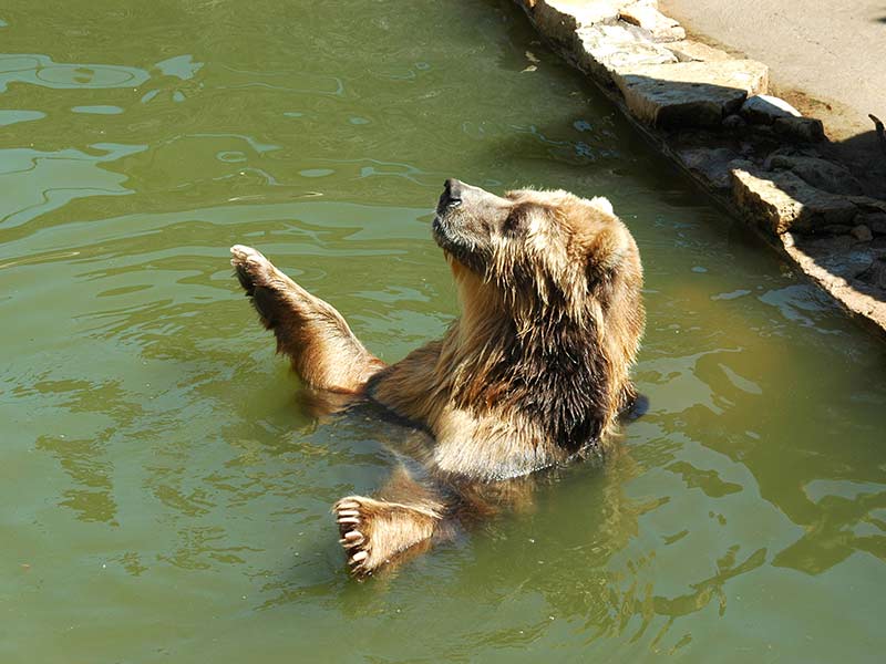 Brown bear in zoo in Riga