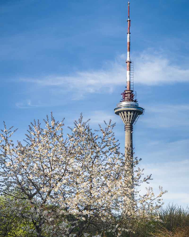 TV tower of Tallinn city with flowering tree